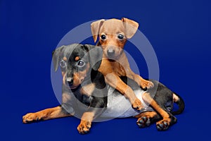 Miniature Pinscher puppies