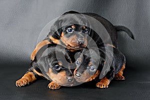 Miniature Pinscher Puppy