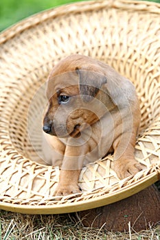 The Miniature Pinscher puppy