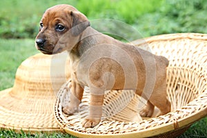 The Miniature Pinscher puppy