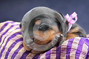 Miniature Pinscher puppy