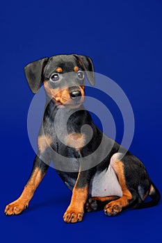 Miniature Pinscher puppy