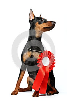 Miniature Pinscher puppy