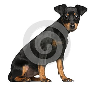 Miniature Pinscher puppy, 5 months old, sitting