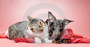 Miniature pinscher puppy and cat with valentines day decor close up