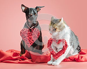 Miniature pinscher puppy and cat with valentines day decor close up