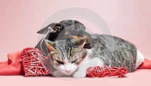 Miniature pinscher puppy and cat with valentines day decor close up