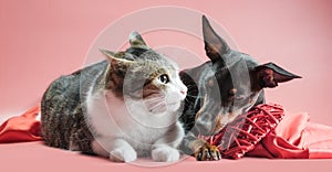 Miniature pinscher puppy and cat with valentines day decor close up