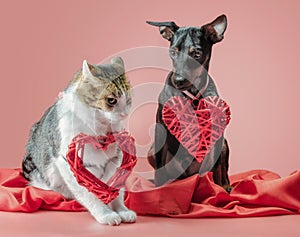miniature pinscher puppy and cat with valentines day decor close up