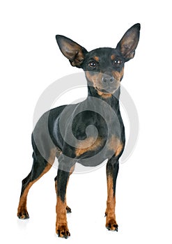 Miniature pinscher photo