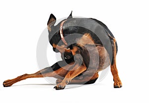 Miniature pinscher scratching