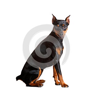 Miniature Pinscher sits on a white background, mini doberman