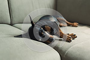 A miniature pinscher sleeps on the sofa, on a soft beige background. The dog is resting. The dog is tired and sleeping