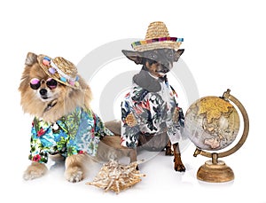 Miniature pinscher and spitz