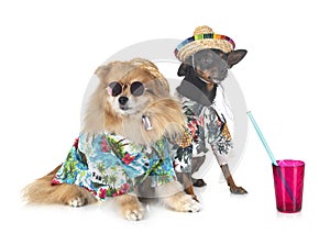Miniature pinscher and spitz