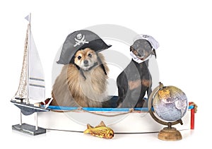 Miniature pinscher and spitz