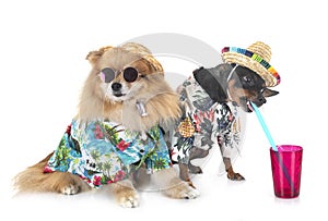 Miniature pinscher and spitz