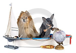 Miniature pinscher and spitz