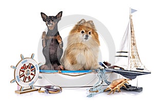 Miniature pinscher and spitz
