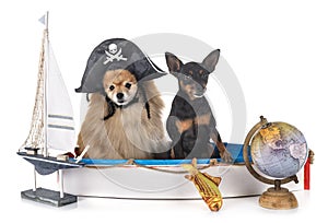 Miniature pinscher and spitz