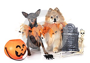 Miniature pinscher and spitz