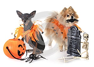 Miniature pinscher and spitz