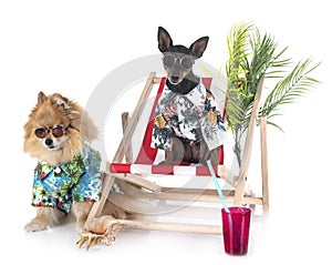 Miniature pinscher and spitz