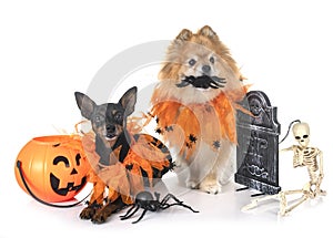 Miniature pinscher and spitz