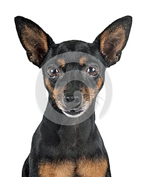 Miniature pinscher in studio