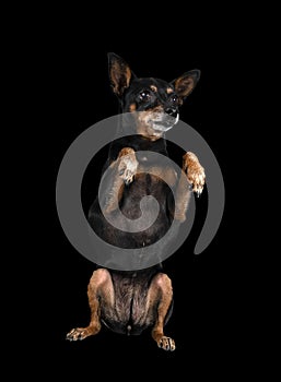 miniature pinscher in studio