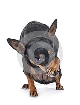Miniature pinscher in studio
