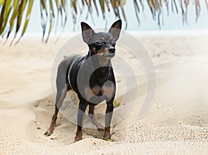 miniature pinscher in summer