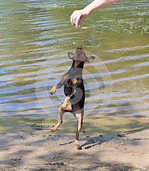 Miniature pinscher, training, games on the river. The dog executes the commands of the owner.