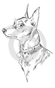 Miniature Pinscher vector hand drawing portrait