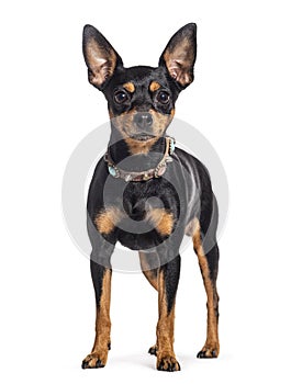 Miniature Pinscher wearing a dog collar, isolated on white