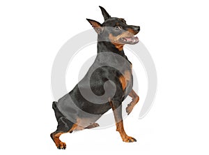 Miniature Pinscher on a white background