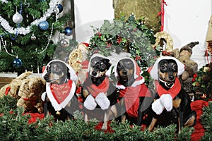 Miniature pinschers dressed as father christmas