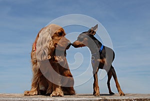 Miniature pinsher and cocker