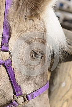 A miniature pony close-up on head and eye.