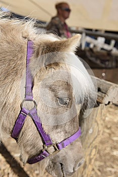 A miniature pony close-up on the head and eye.