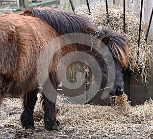 Miniature Pony Eating Hay