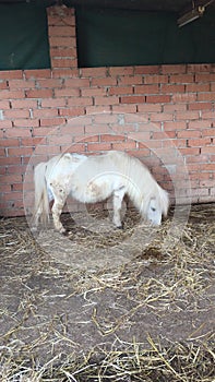 Miniature pony horse eating hay in the stable.