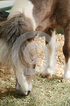 Miniature Pony Horse, razing Grass