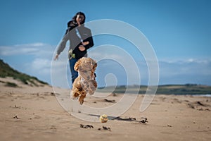 miniature poodle on the beach in ireland