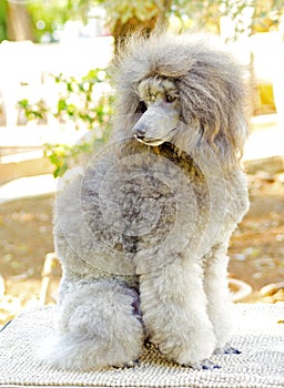 Miniature Poodle