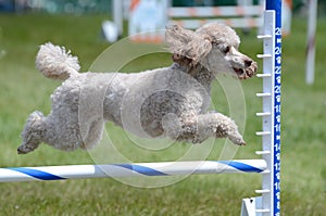 Miniature Poodle at Dog Agility Trial