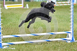 Miniature Poodle at a Dog Agility Trial