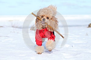 Miniature poodle plays with a dry branch photo