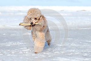 Miniature poodle plays with a dry branch