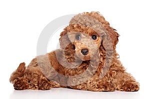 Miniature poodle puppy photo